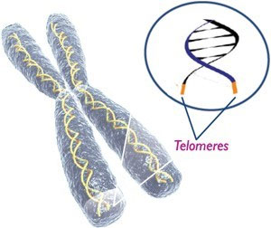 Telemore in chromosome