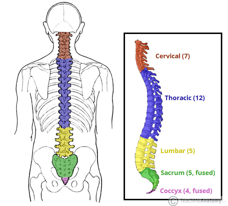 Diagram of the spine